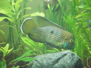 Terror verde (Aequidens Rivulatus Silversaum)