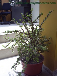 Arbusto japonés (Portulacaria afra)