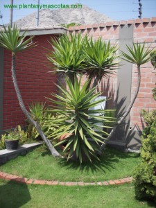 Yucca elephantipes