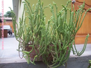 Cordón de San José (Crassula lycopodioides)