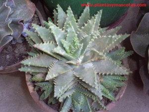 Aloe brevifolia