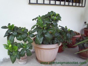 Gardenia augusta (Gardenia jasminoides)