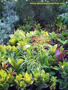 Croton (Codiaeum variegatum)