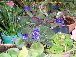 Violeta africana (Saintpaulia ionantha)