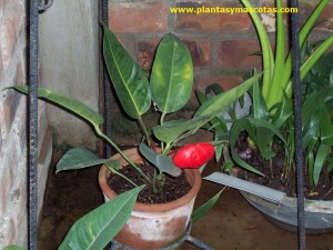 Anturio (Anthurium)