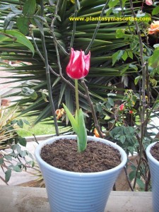 Tulipán (Tulipa Darwin)