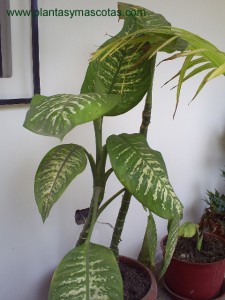 Diefembaquia (Dieffenbachia)