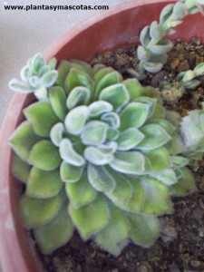 Echeveria pilosa