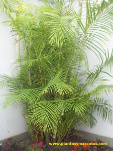 Areca (Dypsis lutescens)