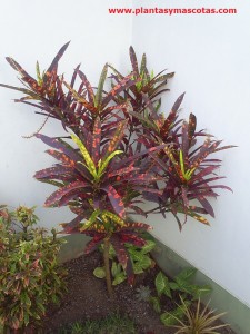 Croton (Codiaeum variegatum)