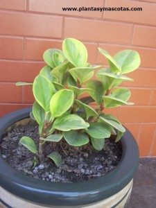 Peperomia