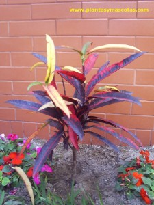 Croton (Codiaeum variegatum)