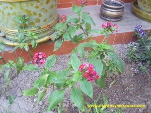 Pentas lanceolata