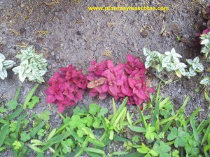 Hypoestes sanguinolenta