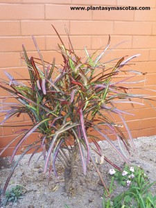 Croton (Codiaeum variegatum)