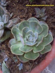 Echeveria desmetiana