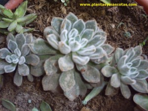 Echeveria pilosa