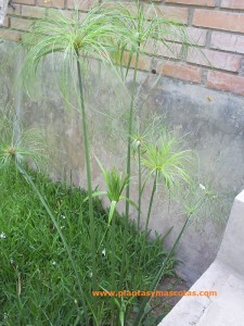 Papiro (Cyperus papyrus)