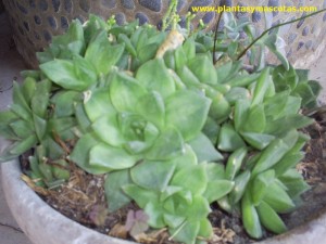 Haworthia Cymbiformis