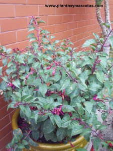 Fucsia (Fuchsia hybrida)