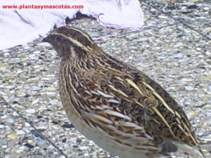 Codorniz (Coturnix coturnix)