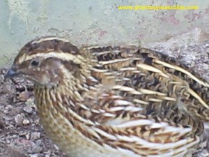 Codorniz (Coturnix coturnix)