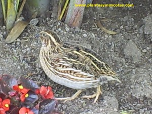 Codorniz (Coturnix coturnix)