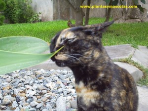 Gato (Felis silvestris)