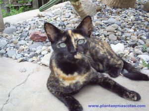 Gato (Felis silvestris)