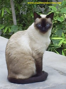 Gato (Felis silvestris)