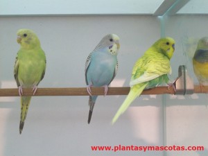 Periquitos Autralianos (Melopsittacus undulatus)