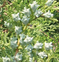 Cono de Thuja Orientalis