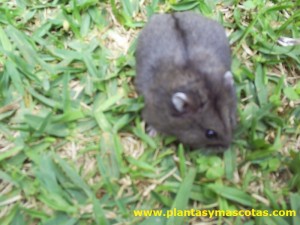 Hamster en el jardín