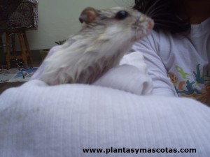 Hamster después del baño