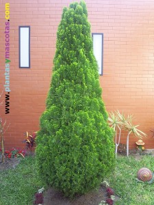 Thuja dorada (Thuja orientalis)