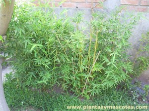 Bambú enano (Phyllostachys aurea)