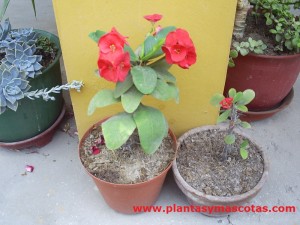 Corona de espinas (Euphorbia milii)