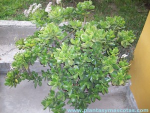 Planta de Jade (Crassula ovata) con flores