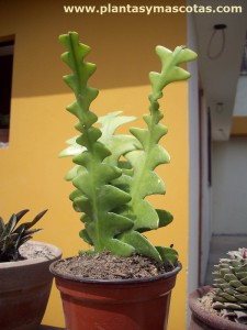 Epiphyllum anguliger