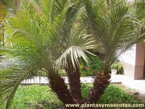 Palmera enana, Palmera robeleni (Phoenix roebelenii)