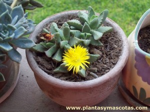 Boca de tigre (Faucaria tigrina)