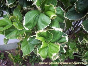 Acalifa (Acalypha wilkesiana 'Hoffmannii')