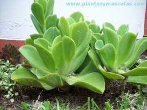 Echeveria pallida