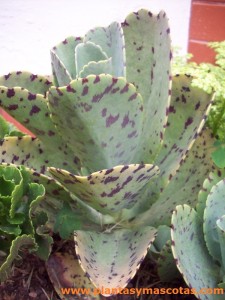 Kalanchoe marmorata