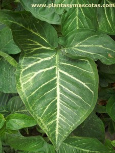 Singonio (Syngonium podophyllum)