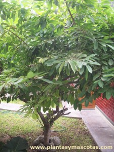 Árbol de chirimoya (Annona cherimola)