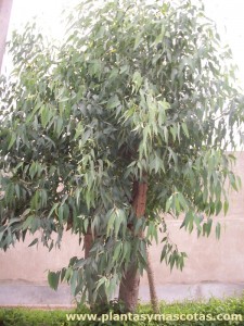 Eucalipto blanco (Eucalyptus globulus)