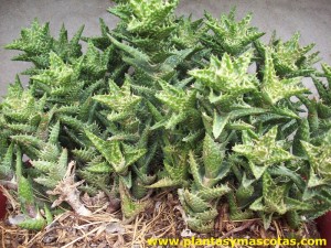 Aloe juvenna