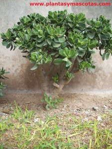 Planta de Jade (Crassula ovata)