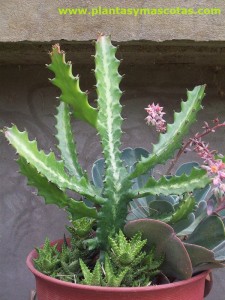 Planta candelabro (Euphorbia lactea)